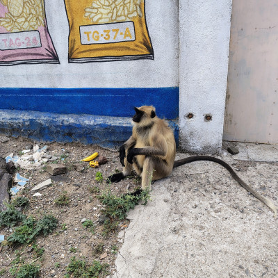 Monkey Profile Picture