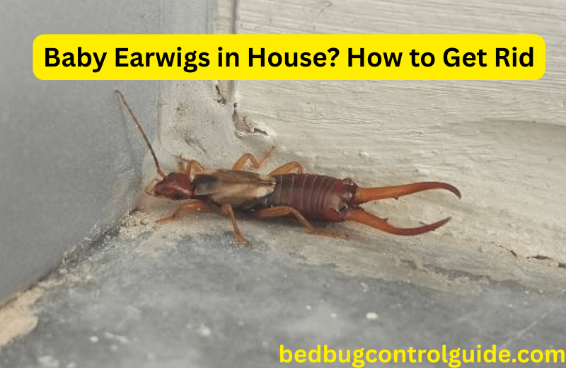 Baby Earwigs in House: How to Get Rid of Them? Pest Control Guides